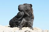 SHAR-PEI 601